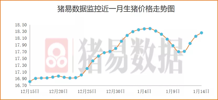 猪价呈现北跌南涨态势 北方屠企降价意愿强烈