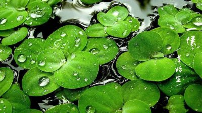 谷雨吃什么 谷雨传统食物介绍