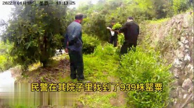 男子种939株罂粟当味精放 没想到炫耀厨艺露馅了