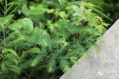 水杉是国家一级保护植物吗 蚂蚁新村今日正确答