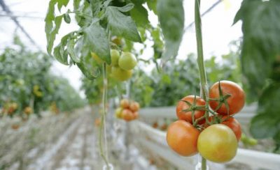 大棚番茄一次栽植三次收获是通过 蚂蚁新村今日