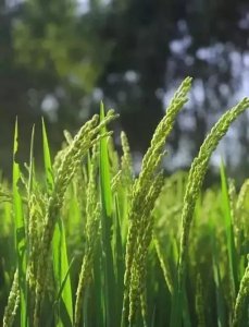 芒种这天，我国南方有“煮梅”的习俗，主要是