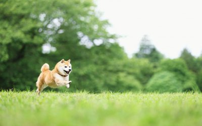       品巨头纷纷盯上宠物消费 会成为一股新潮吗