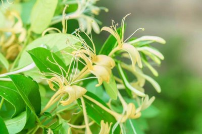 金银花的花朵为了什么会改变颜色 金银花的花朵