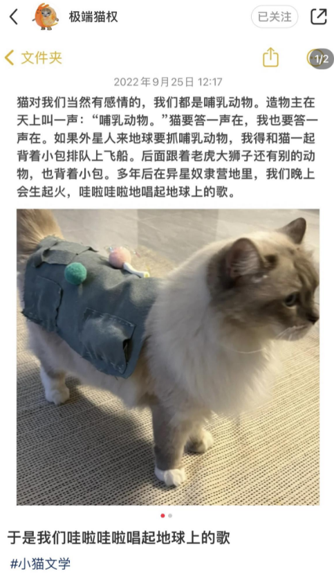 小猫文学梗出处含义