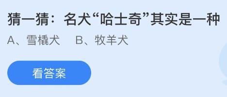 名犬哈士奇其实是一种什么犬种？蚂蚁庄园4月14日今天小鸡答题答案最新