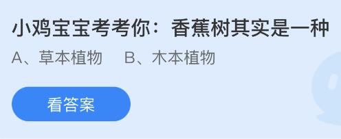 香蕉树其实是一种什么植物？蚂蚁庄园小鸡课堂最新答案6月30日