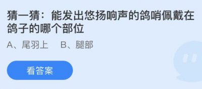 能发出悠扬响声的鸽哨佩戴在鸽子的哪个部位？