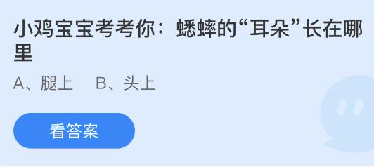 蟋蟀的“耳朵”长在哪里？蚂蚁庄园今日答案最新8.31