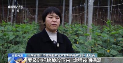 蔬菜也要盖棉被！寒潮低温来袭  蔬菜这样稳产保